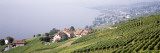 Vineyards, Lausanne, Lake Geneva, Switzerland