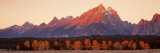 Aspens, Teton Range, Grand Teton National Park, Wyoming, USA