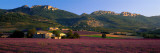 Lavender Fields and Farms, High Provence, La Drome, France