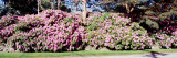 Buy Azaleas, Rhode Island, USA at AllPosters.com