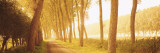 Rural Tree Lined Road, Belgium