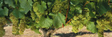 Chardonnay Grapes on the Vine, Napa California, USA