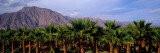 Date Palm Grove Near Borrego Springs, California, USA