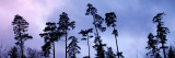 Dusk, Pine Trees, Switzerland