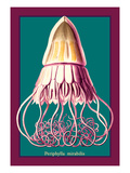 Buy Jellyfish: Periphylla Mirabilis at AllPosters.com