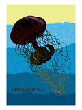 Buy Jellyfish: Discomedusae at AllPosters.com