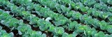 Buy Cabbage, Yamhill Co, Oregon, USA at AllPosters.com