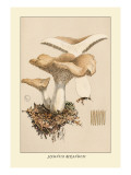 Buy Hydnum Repandum at AllPosters.com