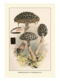 Buy Strobilomyces Strobilaleus at AllPosters.com