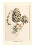 Buy Morchella Esculenta at AllPosters.com