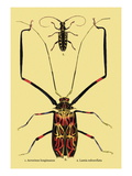 Beetles: Acrocinus Longimanus and Lamia Subocellata