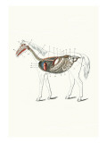 Buy Longitudinal Section of a Horse at AllPosters.com
