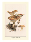 Buy Lactarius Deliciosus at AllPosters.com