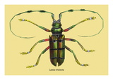 Beetle: Lamia Tricincta