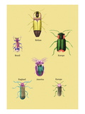 Beetles of America, Britain, Brazil, England and Europe