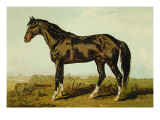 Buy Dongola Horse at AllPosters.com