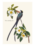 Fork-Tailed Flycatcher