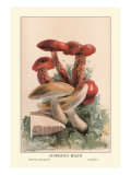 Buy Suspicious Boleti at AllPosters.com