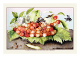 Buy Dish of Cherries with a Bean and a Hornet at AllPosters.com