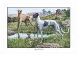 Greyhounds