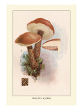 Buy Boletus Scaber at AllPosters.com
