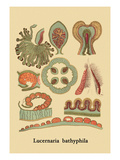 Buy Jellyfish: Lucernaria Bathyphila at AllPosters.com