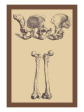 Buy Pelvic Bones at AllPosters.com