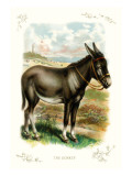 The Donkey