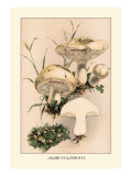 Buy Agaricus Gambosus at AllPosters.com