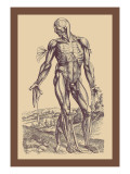 Buy The Fourth Plate of the Muscles at AllPosters.com