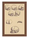 Buy Skulls at AllPosters.com