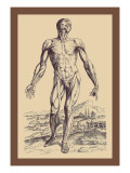 Buy The Second Plate of the Muscles at AllPosters.com