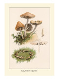 Buy Marasmius Oreades at AllPosters.com