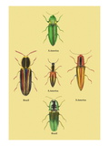 South American Beetles