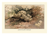 Buy Hydnum Caput, Medusae at AllPosters.com
