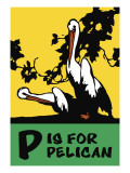 Buy P is for Pelican at AllPosters.com
