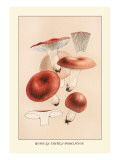 Buy Russula Emetila at AllPosters.com