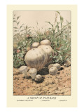 Buy Group of Puff-Balls at AllPosters.com