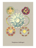 Buy Jellyfish: Nauphanta Challengeri at AllPosters.com