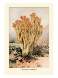 Buy Clavaria Formosa at AllPosters.com