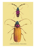 Beetles: Prianus Corticinus and Lanhonocerus Harbicarnis