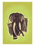 Buy Indian Elephants at AllPosters.com