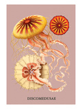 Buy Jellyfish: Discomedusae at AllPosters.com