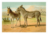 Buy Abyssinian Male and Indian Onager Female at AllPosters.com
