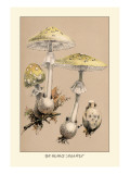 Buy Deadly Amanita at AllPosters.com