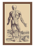 Buy The Ninth Plate of the Muscles at AllPosters.com