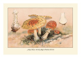 Buy Amanita Muscaria Poisonous at AllPosters.com