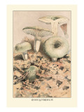 Buy Russula Virescens at AllPosters.com
