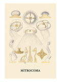 Buy Jellyfish: Mitrocoma at AllPosters.com