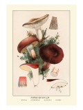 Buy Edible Russucae at AllPosters.com